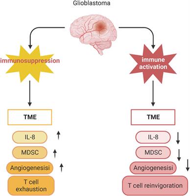 Advancing precision medicine in gliomas through single-cell sequencing: unveiling the complex tumor microenvironment